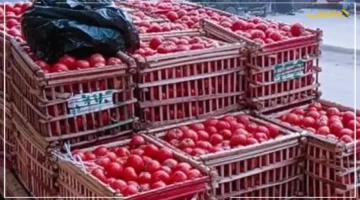 الطماطم تسجل 17 جنيها.. تطور جديد في أسعار الخضار والفواكه اليوم الثلاثاء بالمنوفية | ماذا عن البصل والبطاطس؟